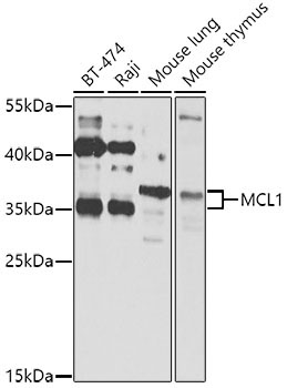MCL1 Rabbit Polyclonal Antibody