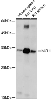 MCL1 Rabbit Polyclonal Antibody