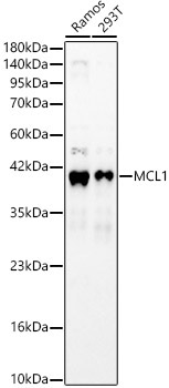 MCL1 Rabbit Polyclonal Antibody