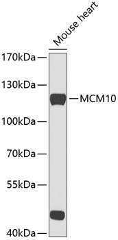 MCM10 Rabbit Polyclonal Antibody