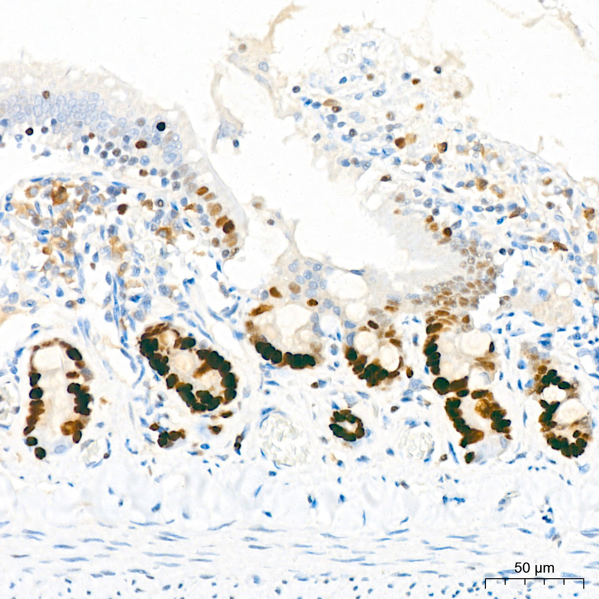 MCM2 Rabbit Monoclonal Antibody - Image 10
