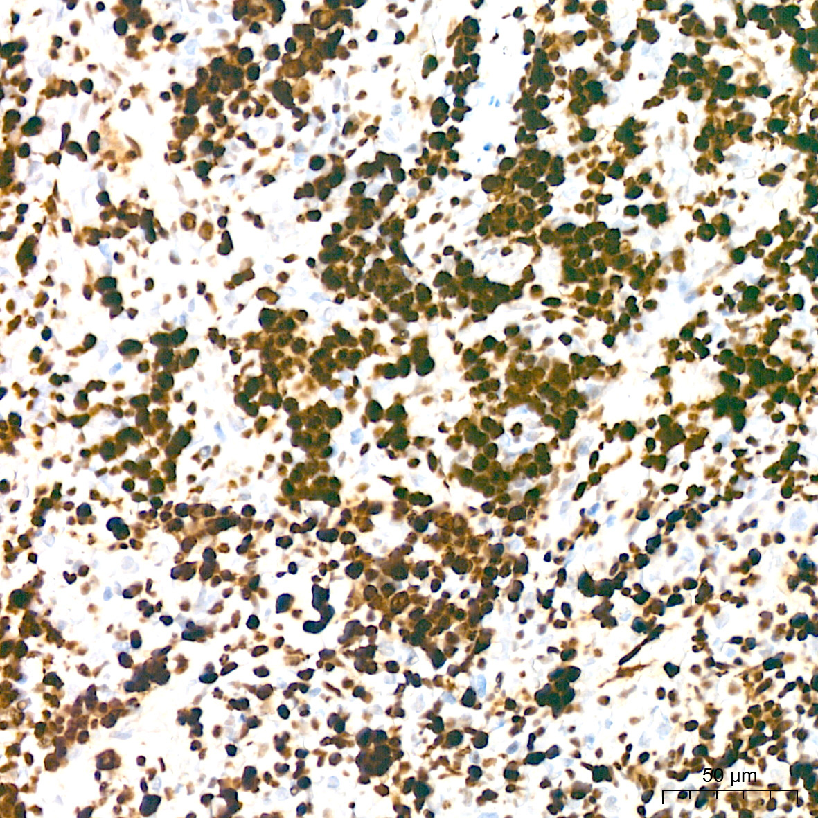 MCM2 Rabbit Monoclonal Antibody - Image 11