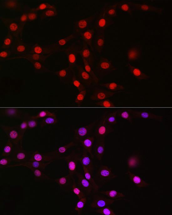 MCM2 Rabbit Monoclonal Antibody - Image 12