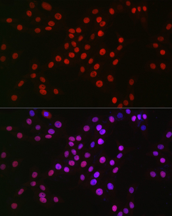MCM2 Rabbit Monoclonal Antibody - Image 13