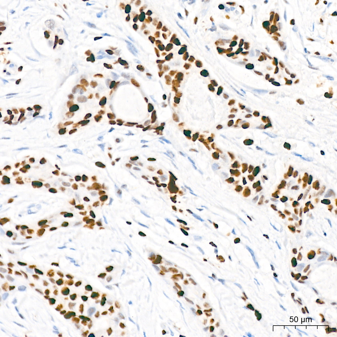 MCM2 Rabbit Monoclonal Antibody - Image 2