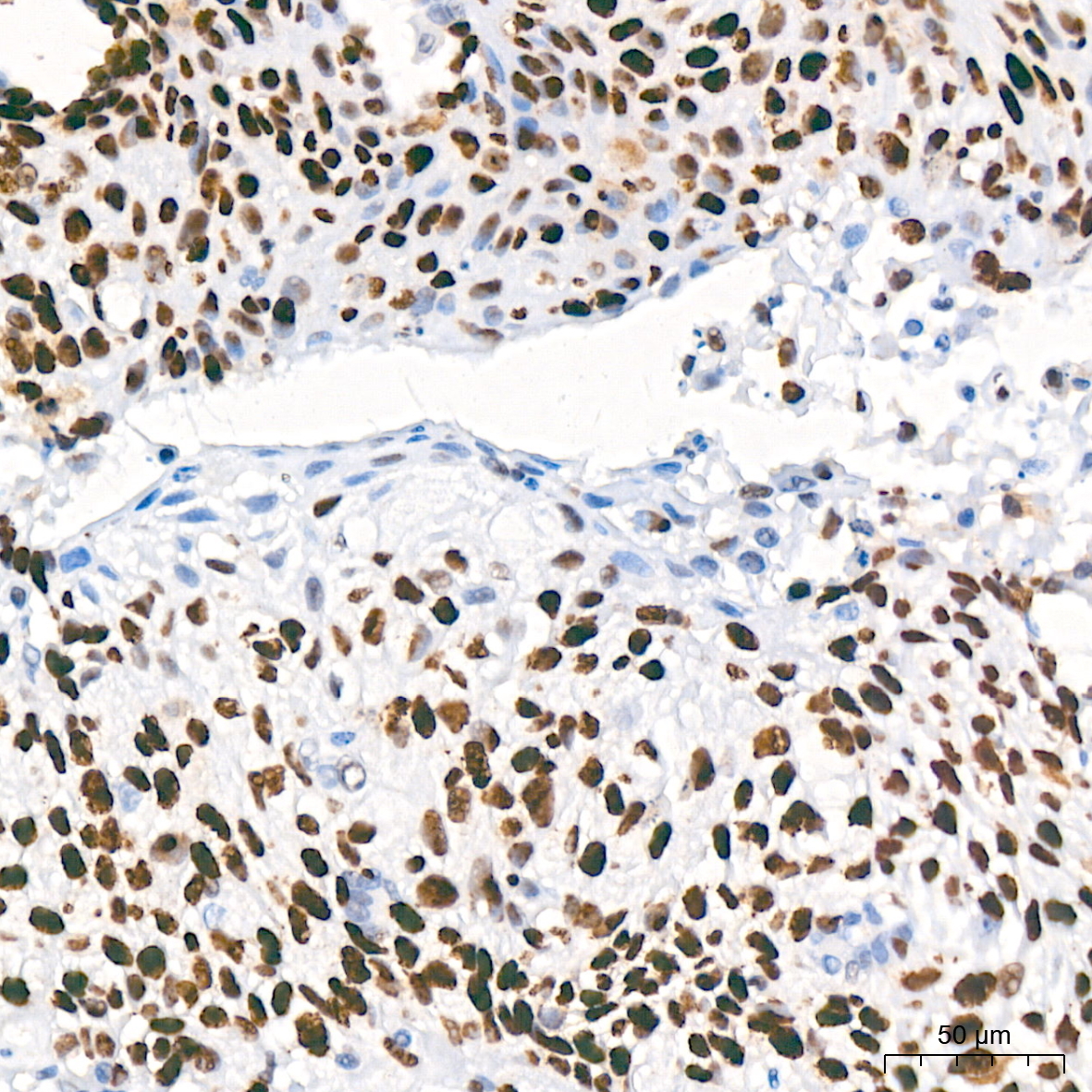 MCM2 Rabbit Monoclonal Antibody - Image 3