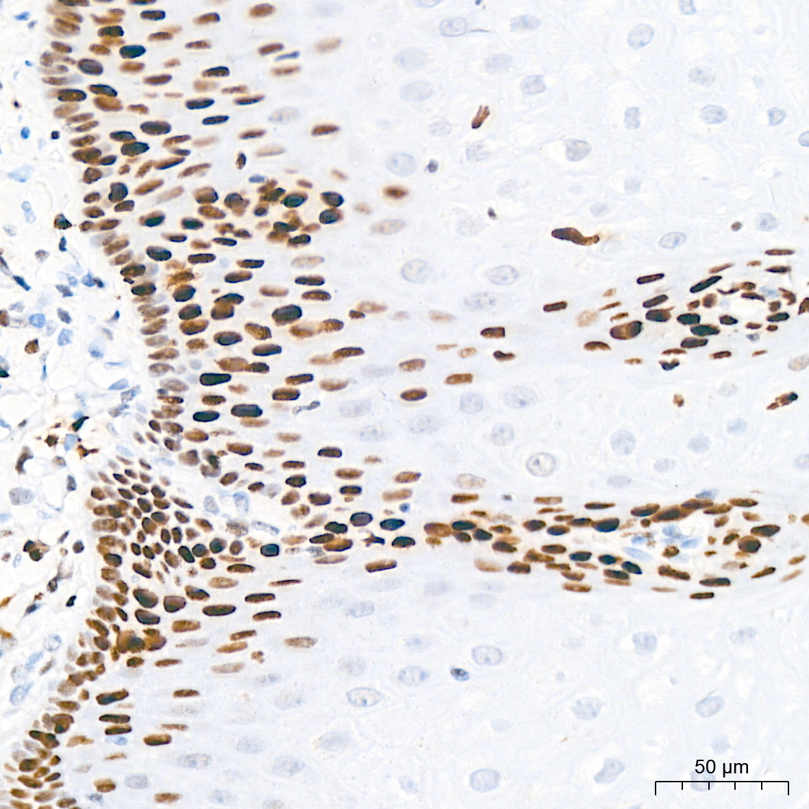MCM2 Rabbit Monoclonal Antibody - Image 5