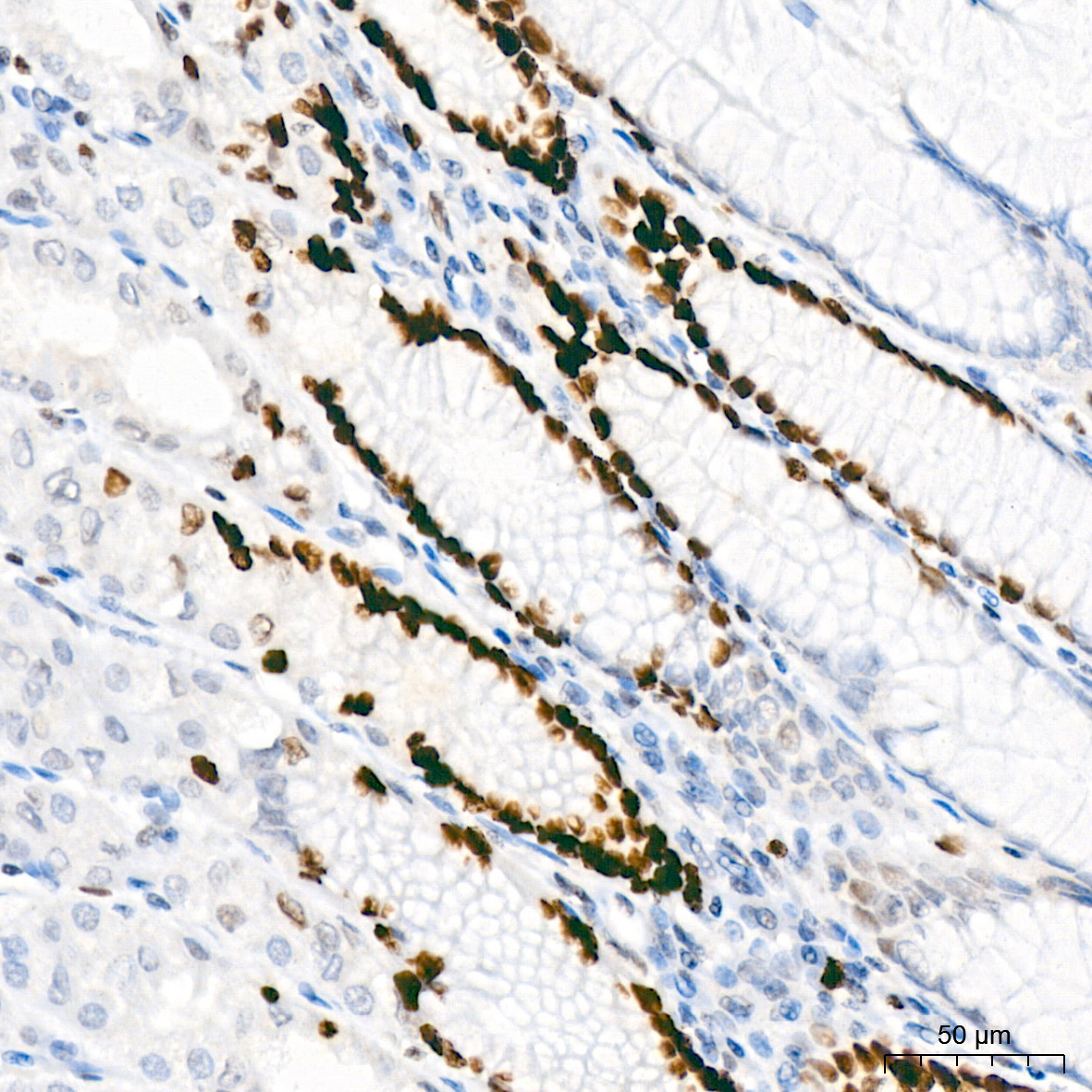MCM2 Rabbit Monoclonal Antibody - Image 6