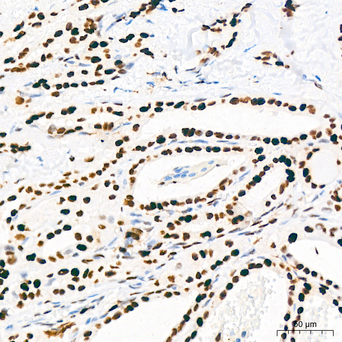 MCM2 Rabbit Monoclonal Antibody - Image 7