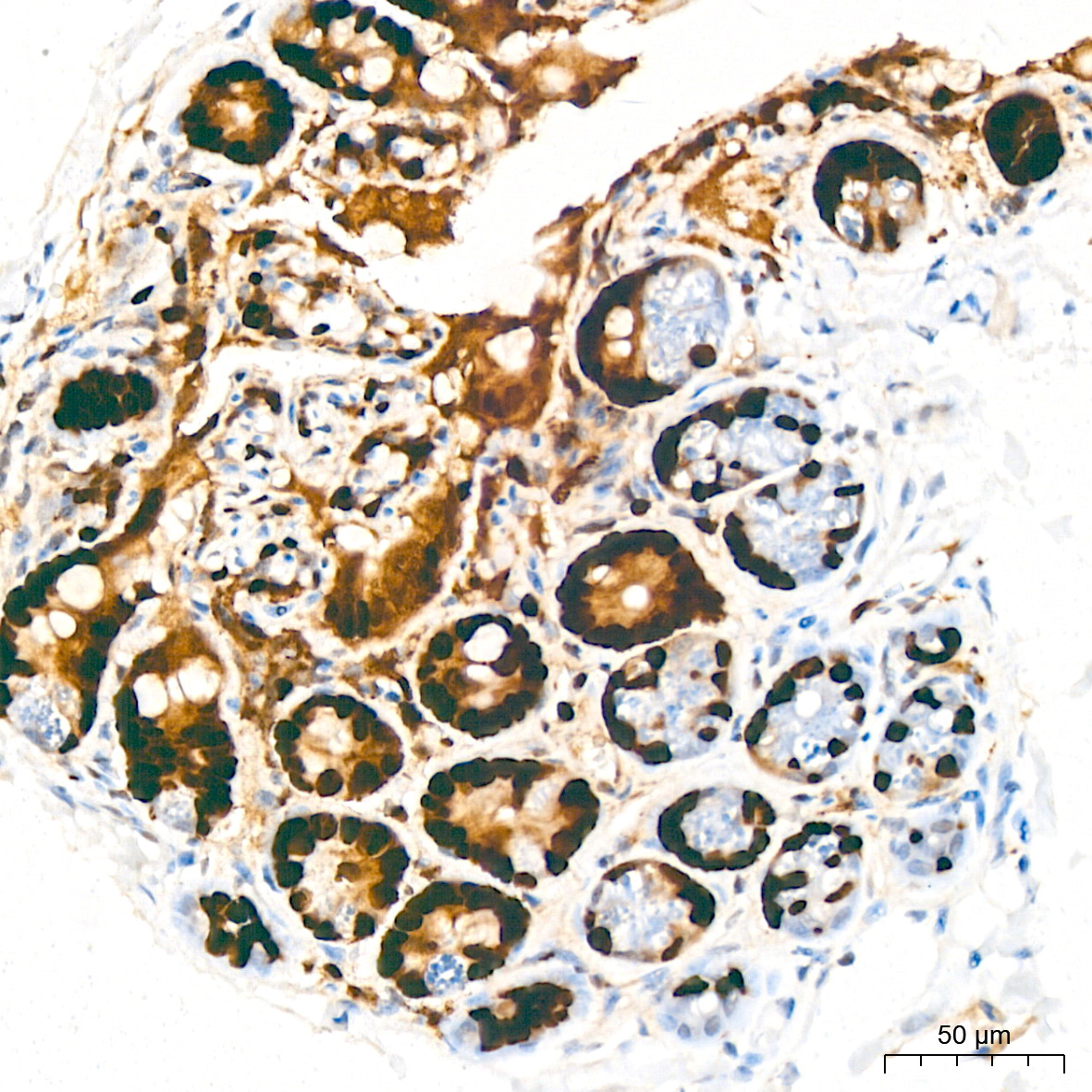 MCM2 Rabbit Monoclonal Antibody - Image 8