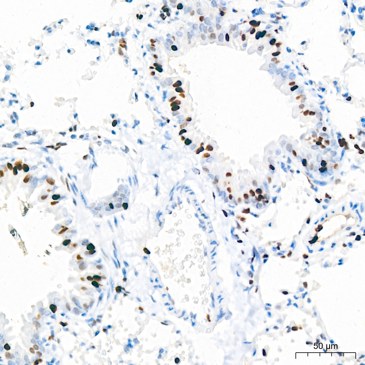 MCM2 Rabbit Monoclonal Antibody - Image 9