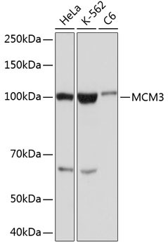 MCM3 Rabbit Monoclonal Antibody