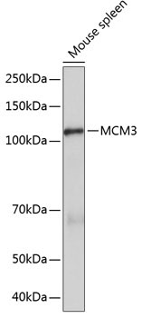 MCM3 Rabbit Monoclonal Antibody - Image 2