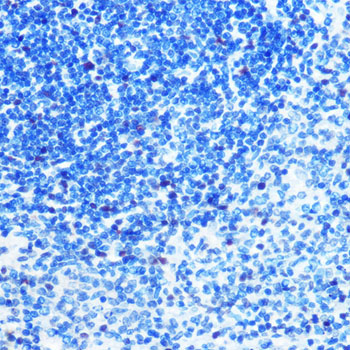 MCM3 Rabbit Monoclonal Antibody - Image 4