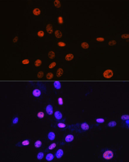 MCM3 Rabbit Monoclonal Antibody - Image 6