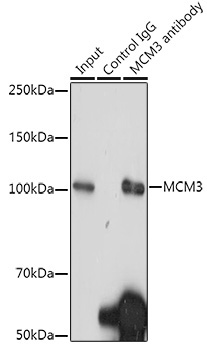 MCM3 Rabbit Monoclonal Antibody - Image 7