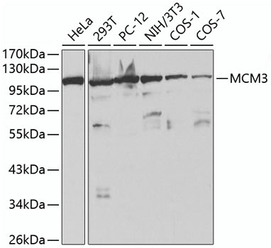MCM3 Rabbit Polyclonal Antibody