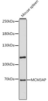 MCM3AP Rabbit Polyclonal Antibody