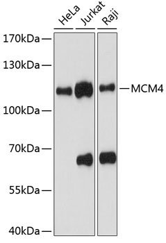 MCM4 Rabbit Polyclonal Antibody