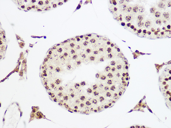 MCM5 Rabbit Monoclonal Antibody - Image 2