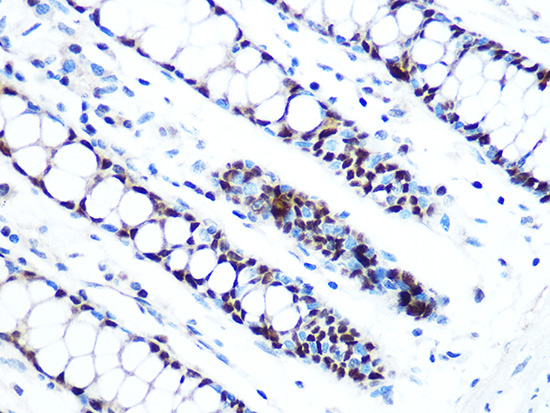 MCM5 Rabbit Monoclonal Antibody - Image 3