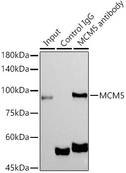 MCM5 Rabbit Monoclonal Antibody - Image 4