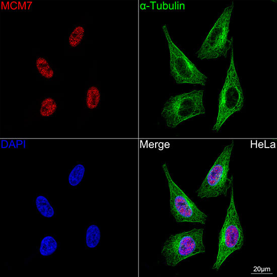 MCM7 Rabbit Monoclonal Antibody - Image 2