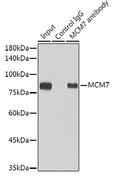 MCM7 Rabbit Monoclonal Antibody - Image 3
