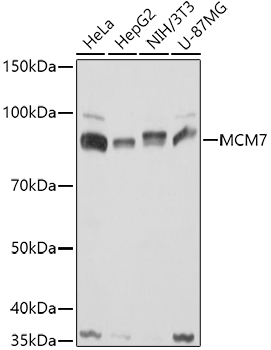 MCM7 Rabbit Polyclonal Antibody