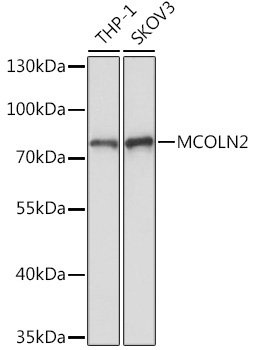 MCOLN2 Rabbit Polyclonal Antibody