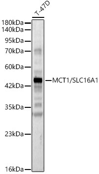 MCT1/SLC16A1 Rabbit Polyclonal Antibody