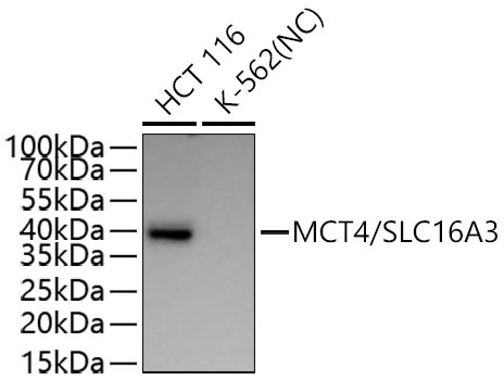 MCT4/SLC16A3 Rabbit Polyclonal Antibody