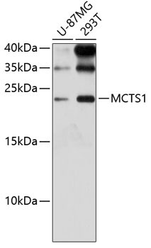 MCTS1 Rabbit Polyclonal Antibody