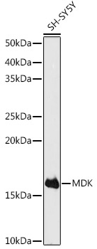 MDK Rabbit Polyclonal Antibody