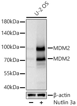 MDM2 Rabbit Monoclonal Antibody