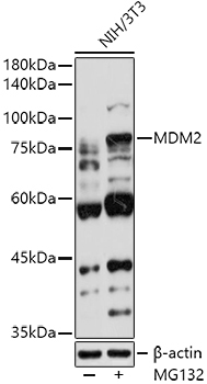 MDM2 Rabbit Polyclonal Antibody