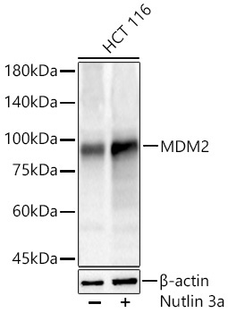 MDM2 Rabbit Polyclonal Antibody