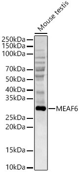 MEAF6 Rabbit Polyclonal Antibody