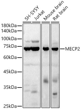 MECP2 Rabbit Polyclonal Antibody