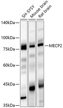 MECP2 Rabbit Polyclonal Antibody