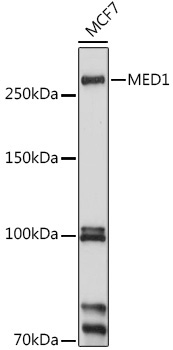 MED1 Rabbit Polyclonal Antibody