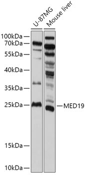 MED19 Rabbit Polyclonal Antibody