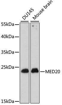 MED20 Rabbit Polyclonal Antibody