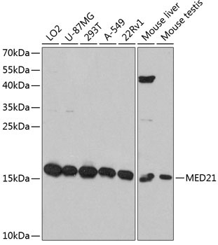 MED21 Rabbit Polyclonal Antibody