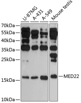 MED22 Rabbit Polyclonal Antibody