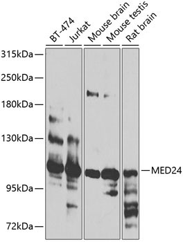 MED24 Rabbit Polyclonal Antibody