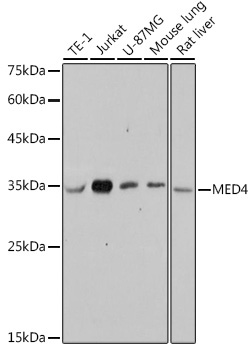MED4 Rabbit Monoclonal Antibody