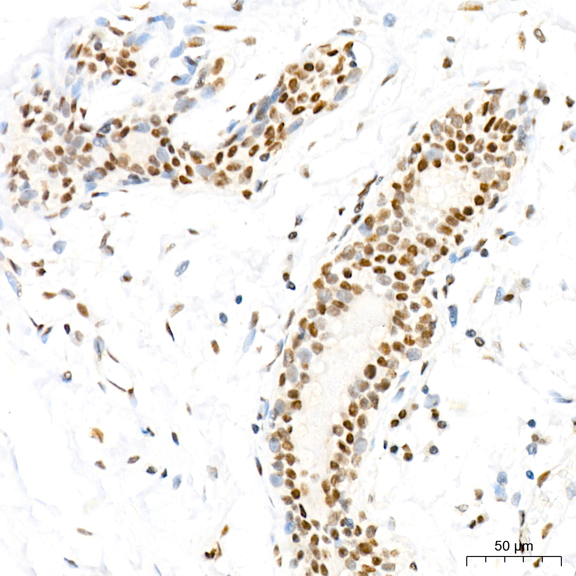MED4 Rabbit Monoclonal Antibody - Image 3