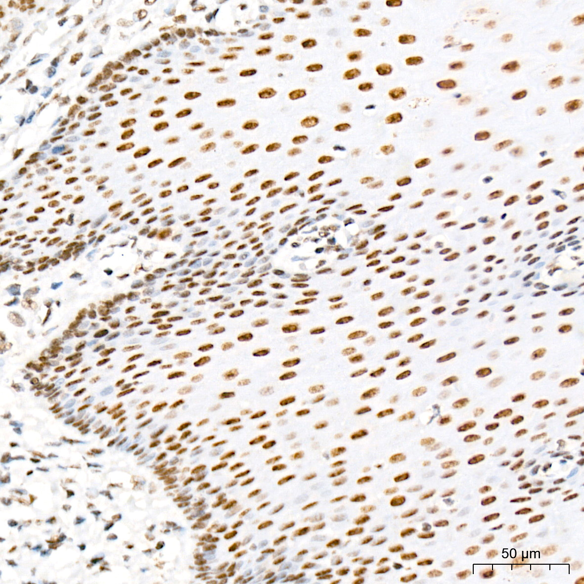MED4 Rabbit Monoclonal Antibody - Image 5