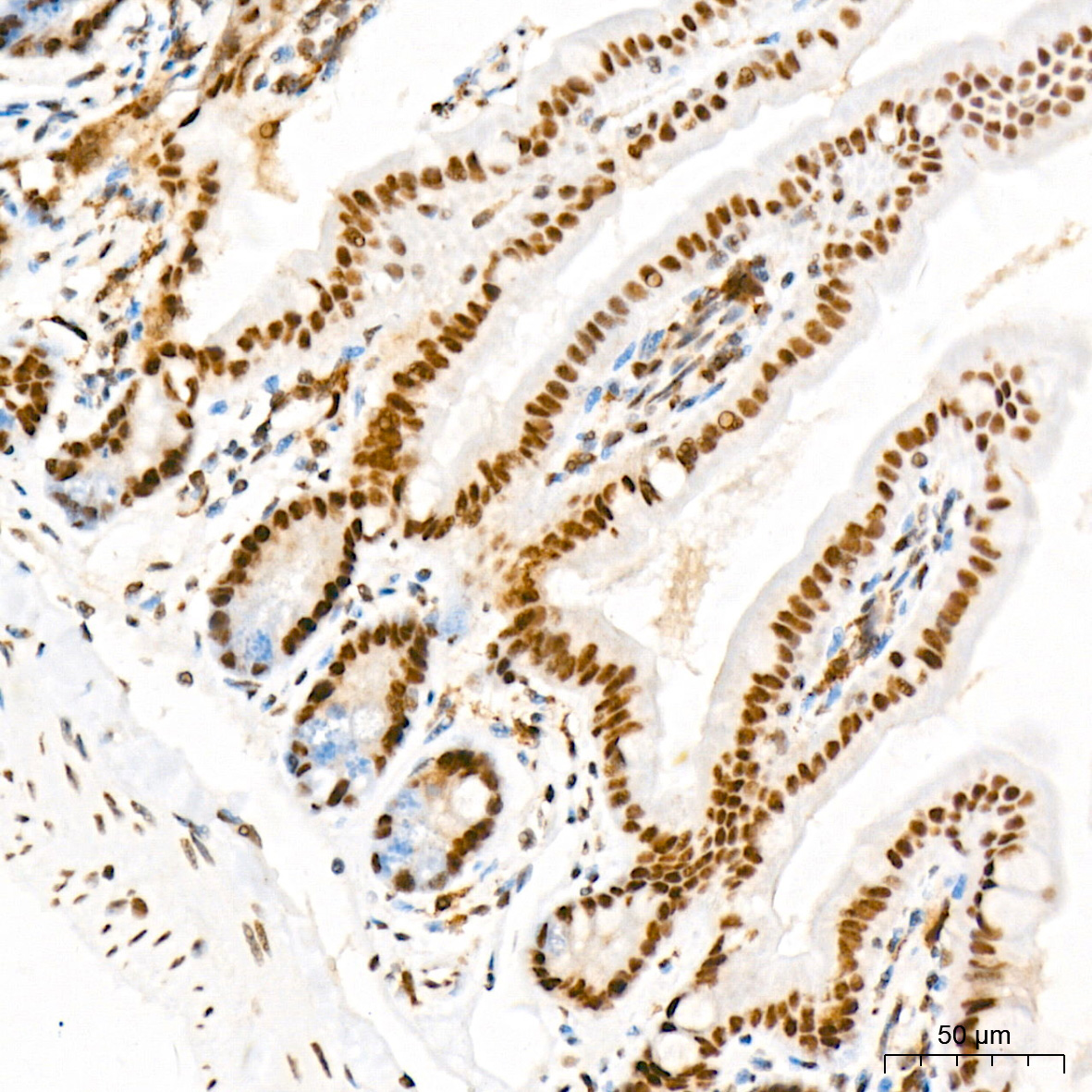 MED4 Rabbit Monoclonal Antibody - Image 7
